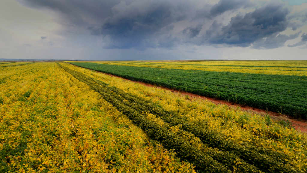Soybeans almost ready for the harvest; an aerial view of an emerging farmer partner's farm, after Cairo Group's involvement.