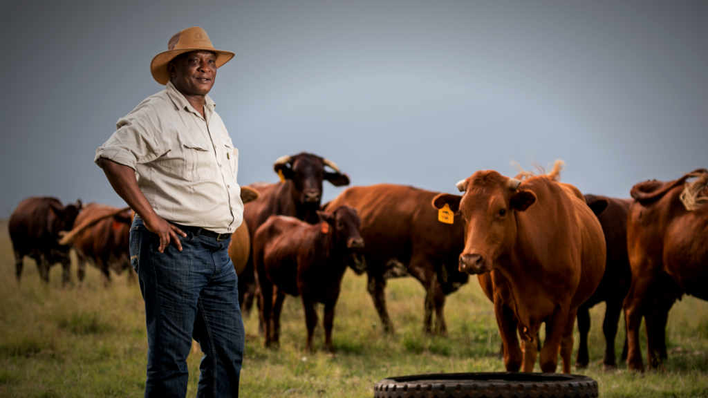 Mike Mlengana with his cattle.